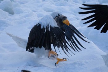 Steller's Sea Eagle 根室海峡 Thu, 2/17/2022