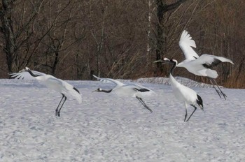 Red-crowned Crane Akan International Crane Center Thu, 2/17/2022