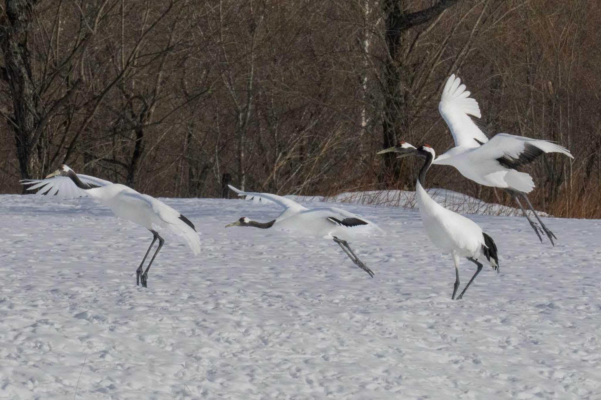 Photo of Red-crowned Crane at Akan International Crane Center by はいわん