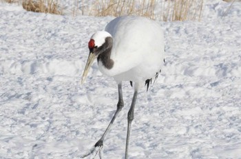 タンチョウ 阿寒国際ツルセンター 2022年2月17日(木)