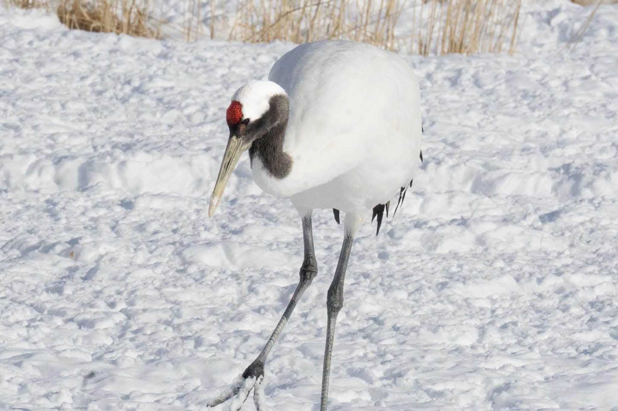 タンチョウ