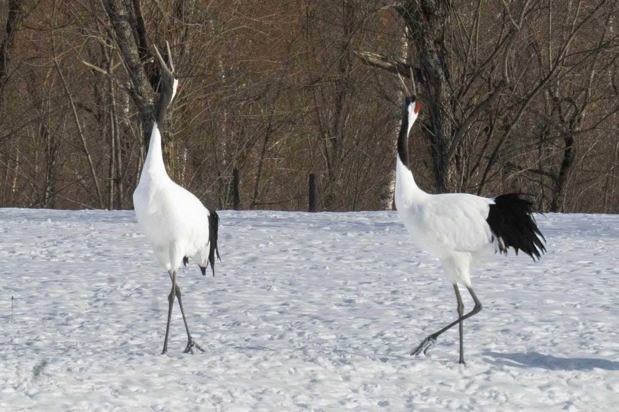 タンチョウ