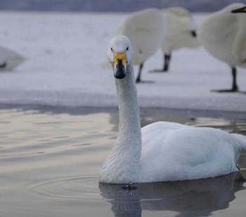 Whooper Swan 屈斜路湖 Fri, 2/18/2022