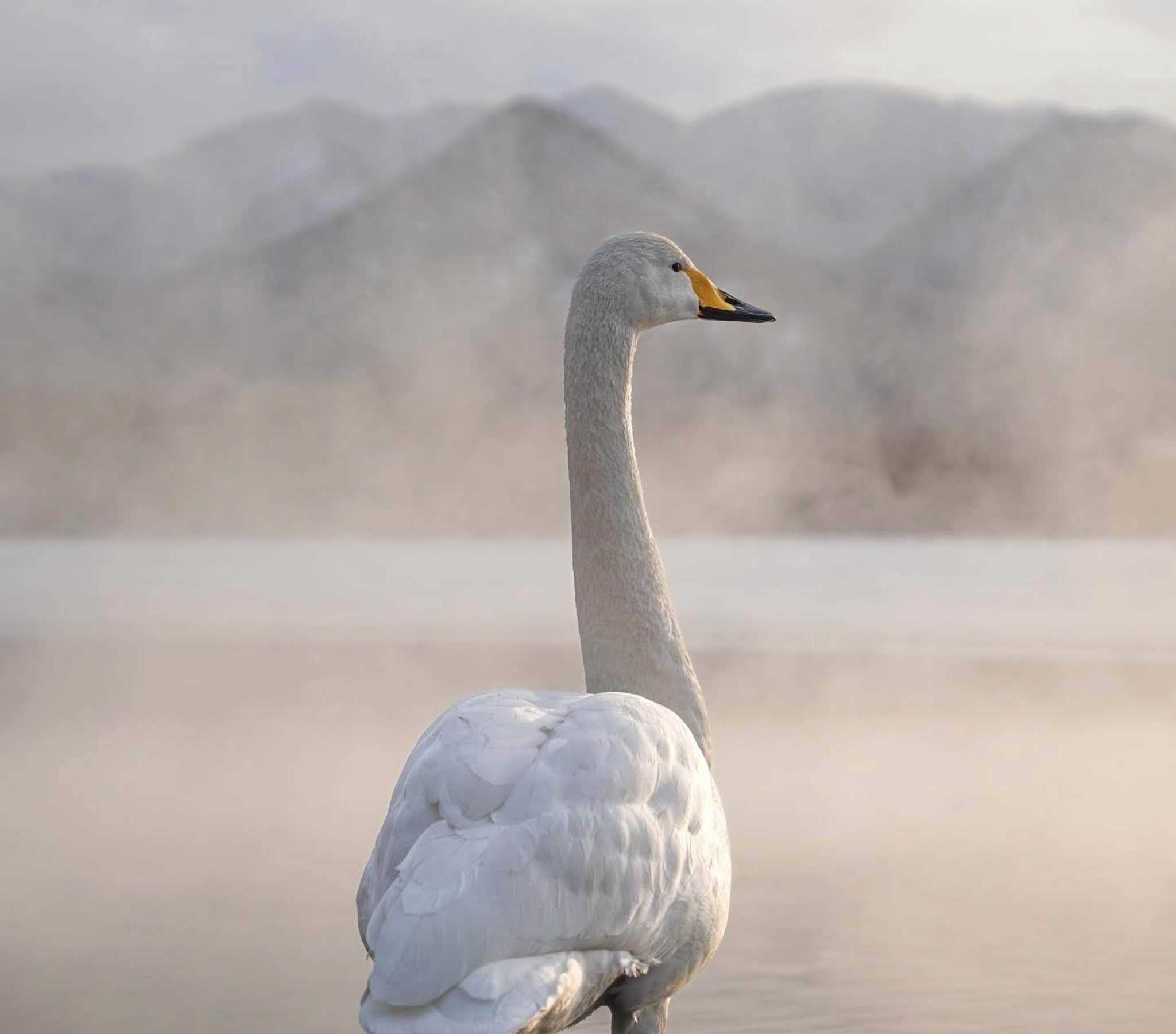 Whooper Swan