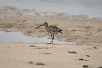 Eurasian Whimbrel 大瀬海岸(奄美大島) Mon, 9/19/2022