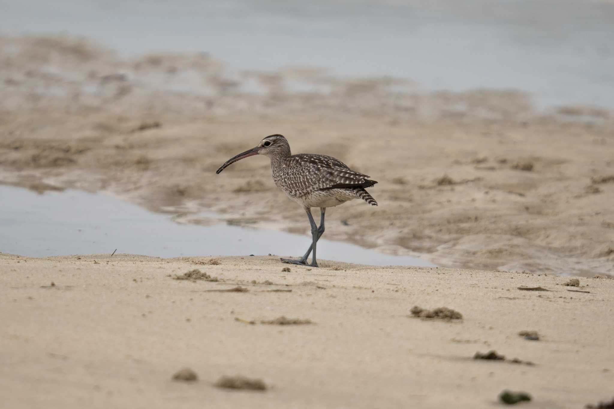 Photo of Eurasian Whimbrel at 大瀬海岸(奄美大島) by はいわん