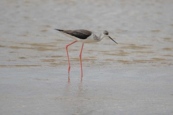 Black-winged Stilt 大瀬海岸(奄美大島) Mon, 9/19/2022