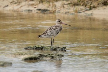 Bar-tailed Godwit 大瀬海岸(奄美大島) Mon, 9/19/2022