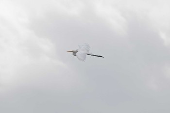 Great Egret 大瀬海岸(奄美大島) Mon, 9/19/2022