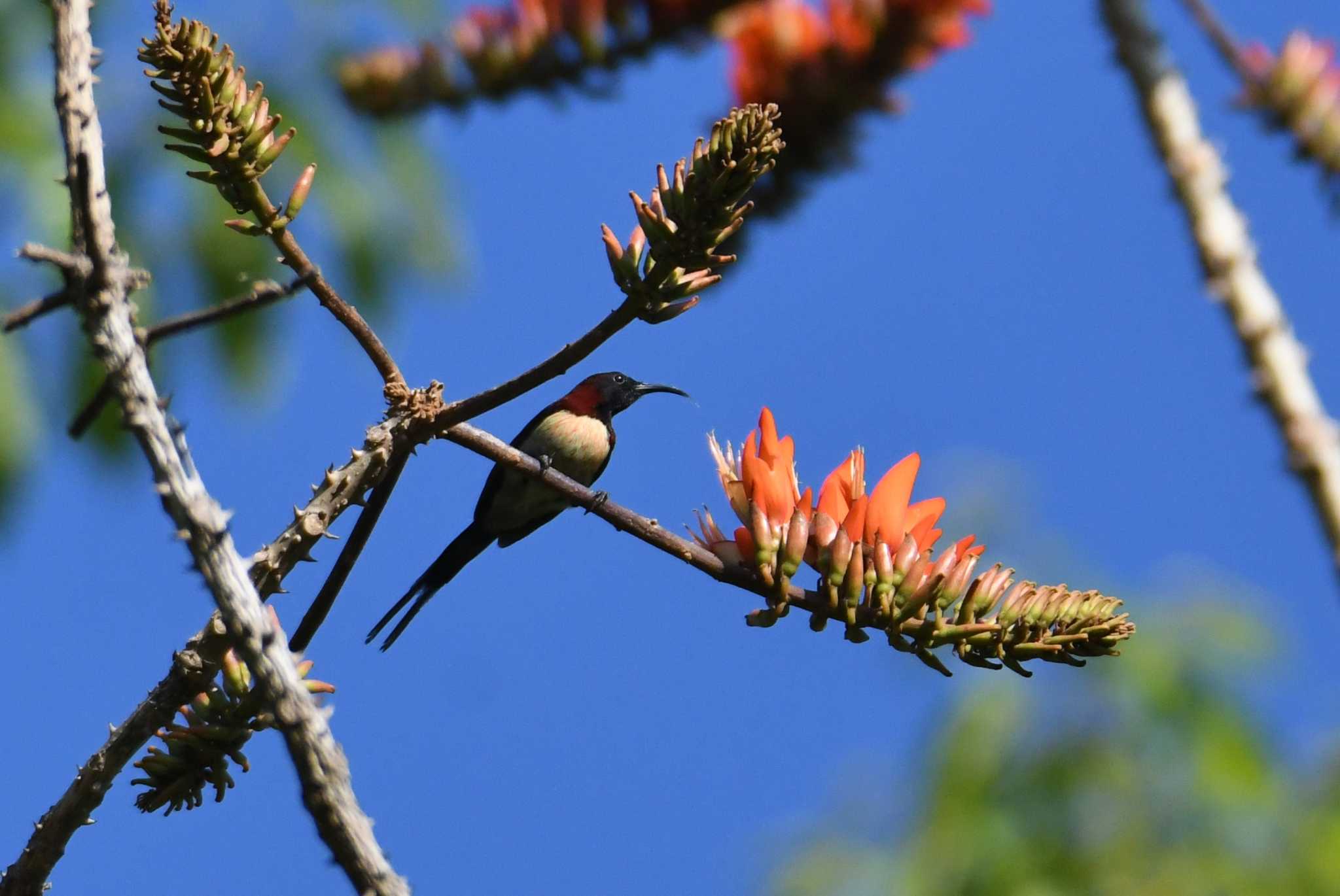 Black-throated Sunbird