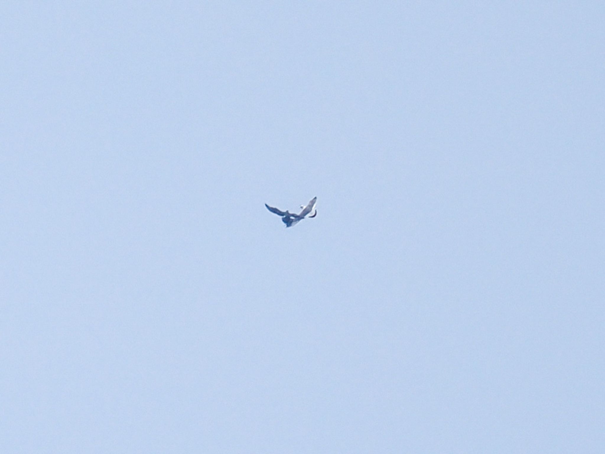 Photo of Parasitic Jaeger at 城ヶ島 by クロやん