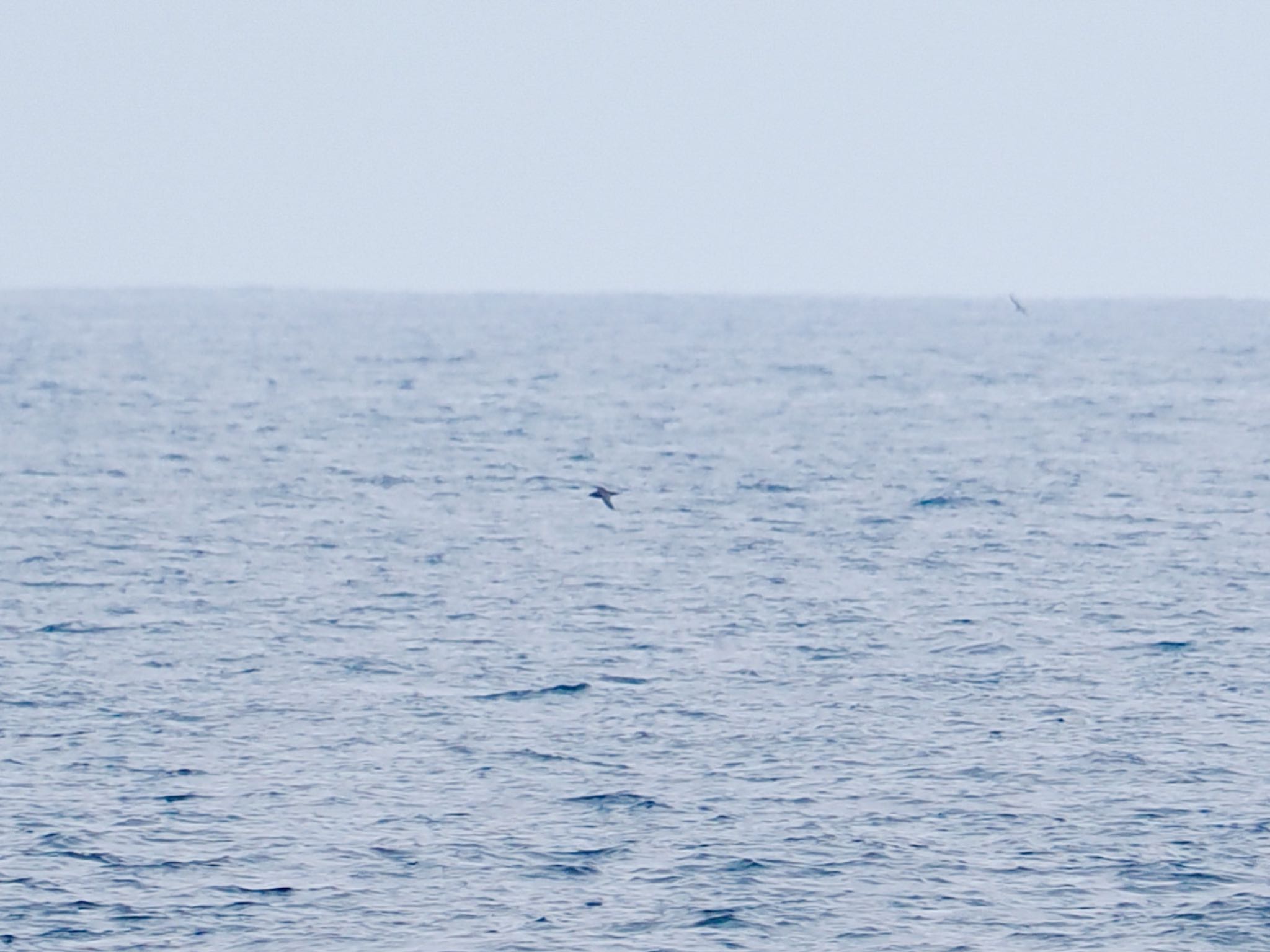 Short-tailed Shearwater