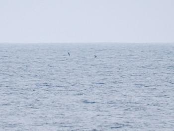 オオミズナギドリ 城ヶ島 2023年5月21日(日)