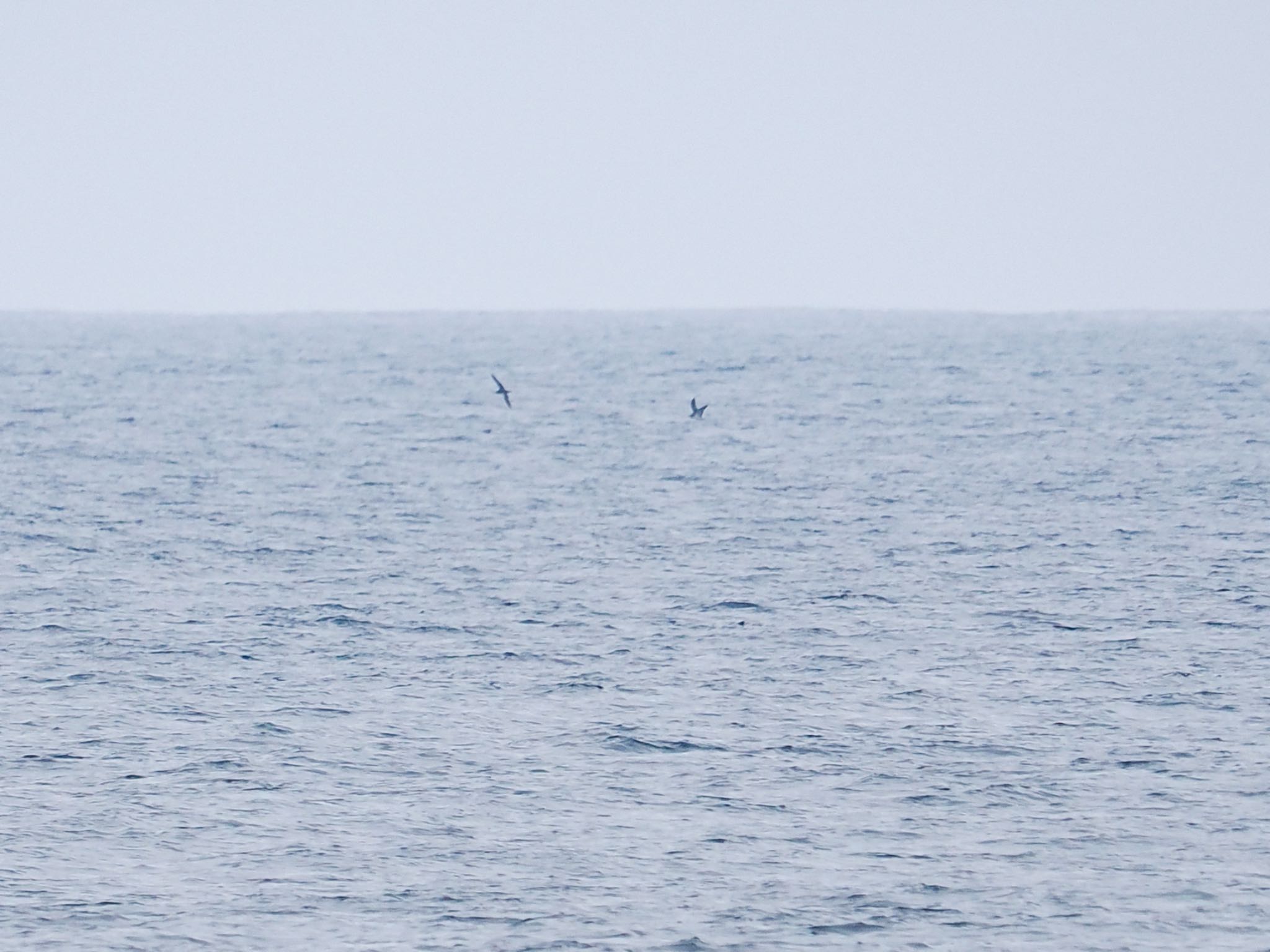 記録用 オオミズナギドリ 遠くの海上を悠然と飛び回っていた　下面は白で上面は褐色 by クロやん