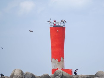 トビ 城ヶ島 2023年5月21日(日)