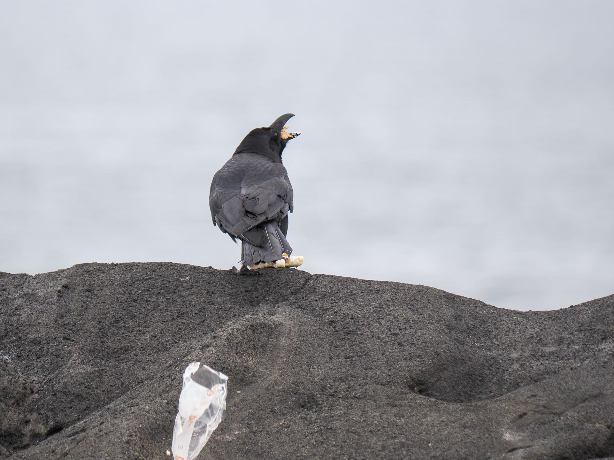 Large-billed Crow