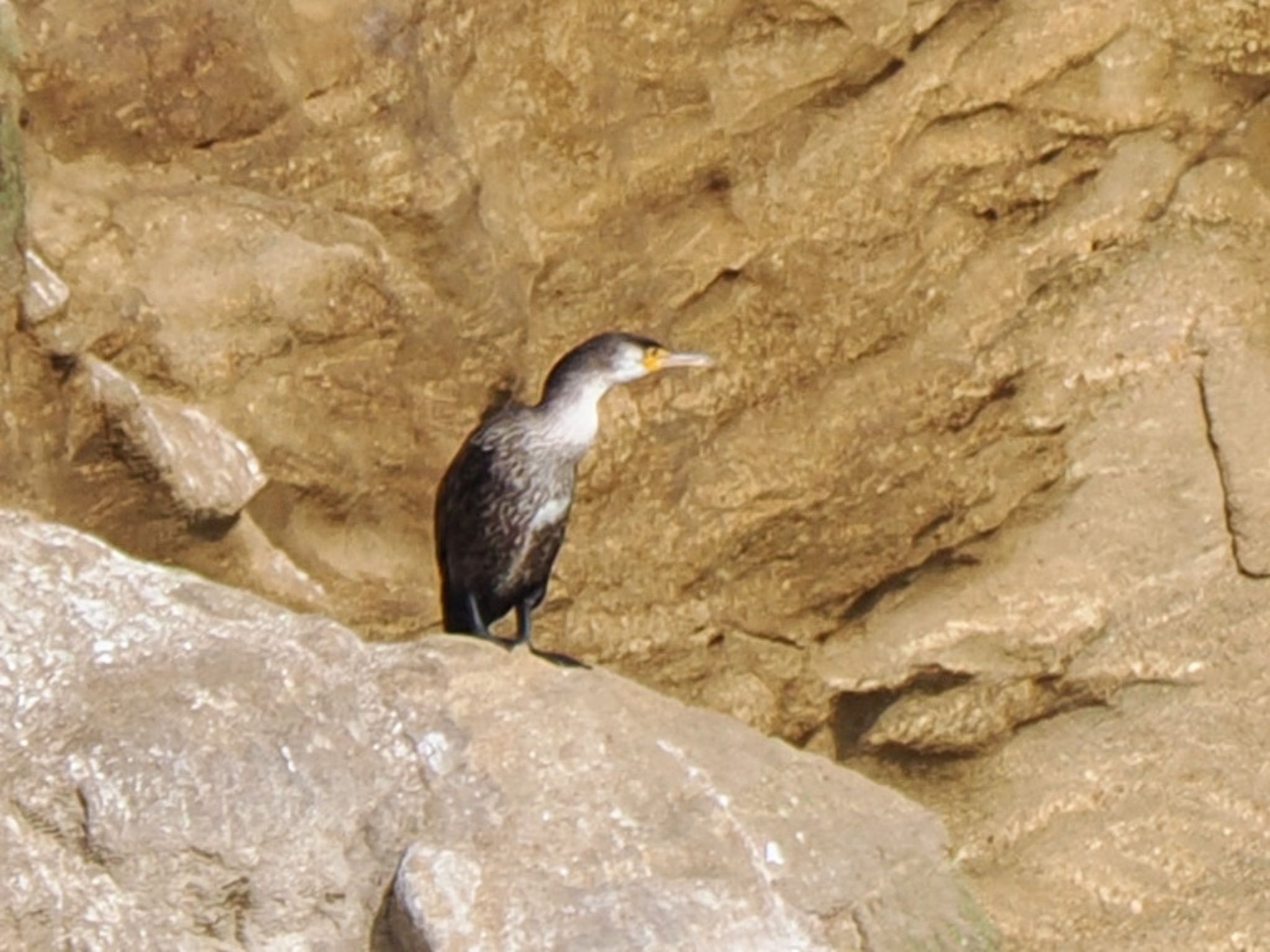 Japanese Cormorant