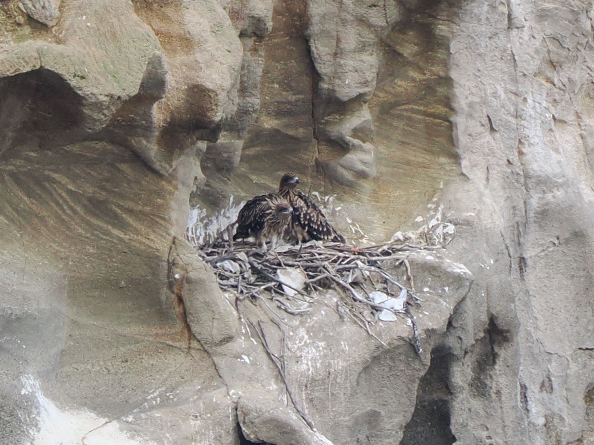 Black Kite