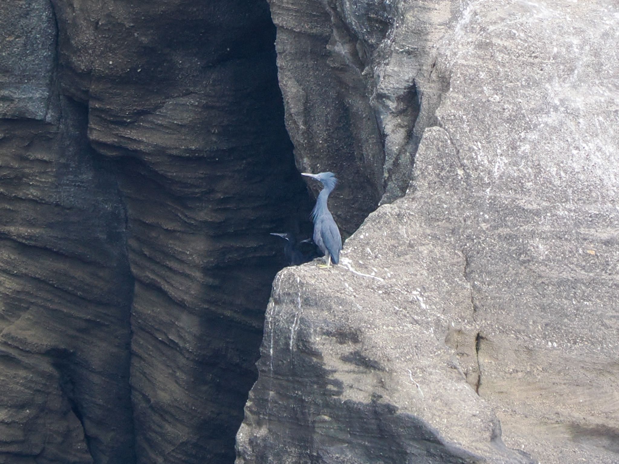 Pacific Reef Heron