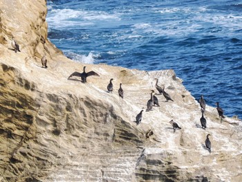 ウミウ 城ヶ島 2023年5月21日(日)