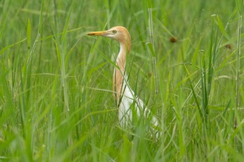 Eastern Cattle Egret Kunigamison Sat, 4/22/2023