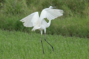 Great Egret Kunigamison Sat, 4/22/2023