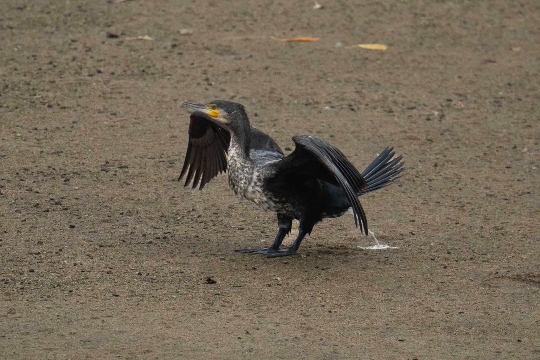 金武町(沖縄県) カワウの写真 by はいわん