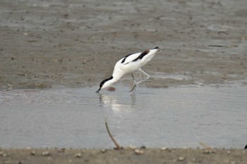 Pied Avocet 漫湖 Sat, 4/22/2023