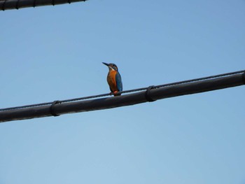 Thu, 6/1/2023 Birding report at 平和の森公園、妙正寺川