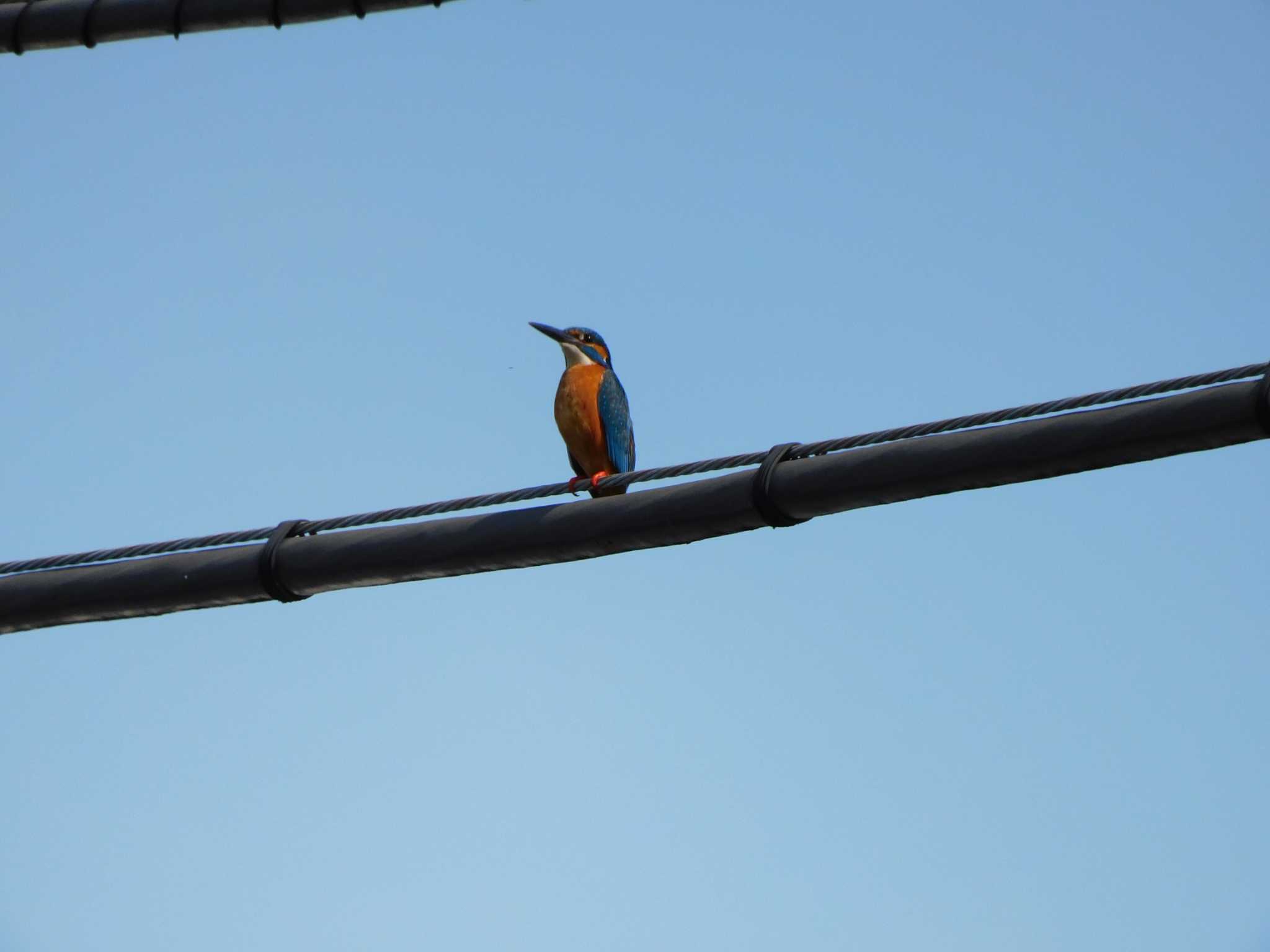 Photo of Common Kingfisher at 平和の森公園、妙正寺川 by morinokotori