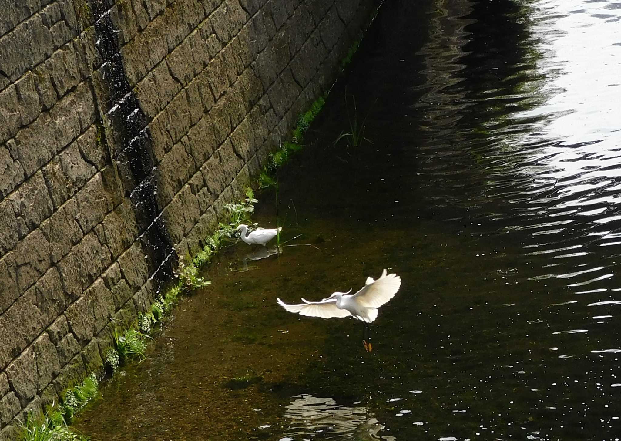 Photo of Little Egret at 平和の森公園、妙正寺川 by morinokotori