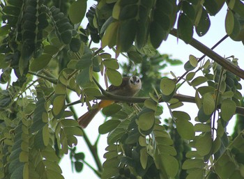 Yellow-vented Bulbul カンボジア Fri, 5/15/2015