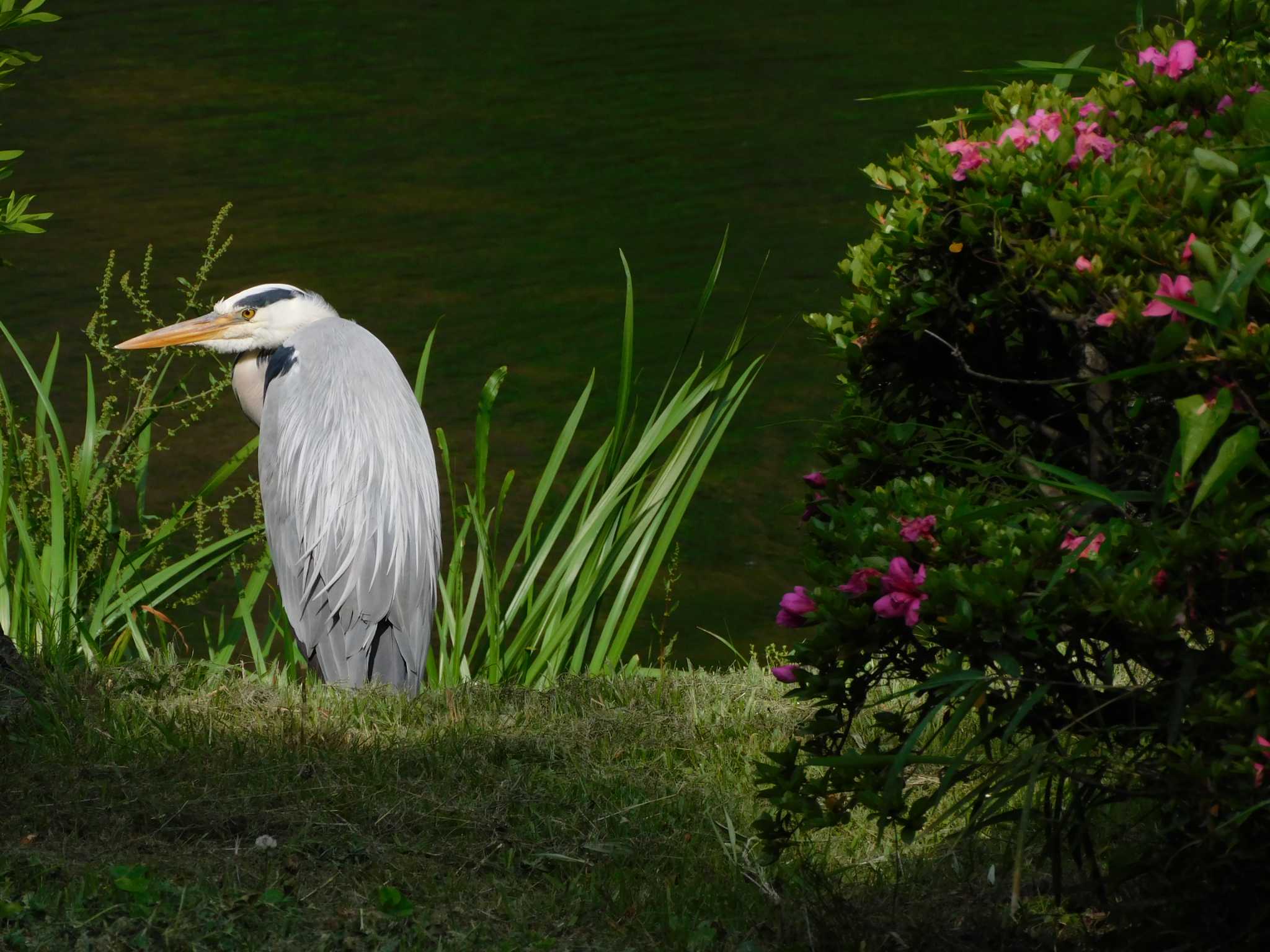 Photo of Grey Heron at Hibiya Park by morinokotori