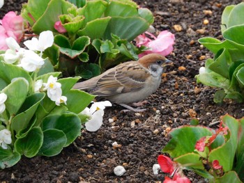 Thu, 6/1/2023 Birding report at Hibiya Park