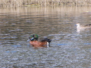 Chestnut Teal Tanunda, SA, Australia Fri, 5/26/2023