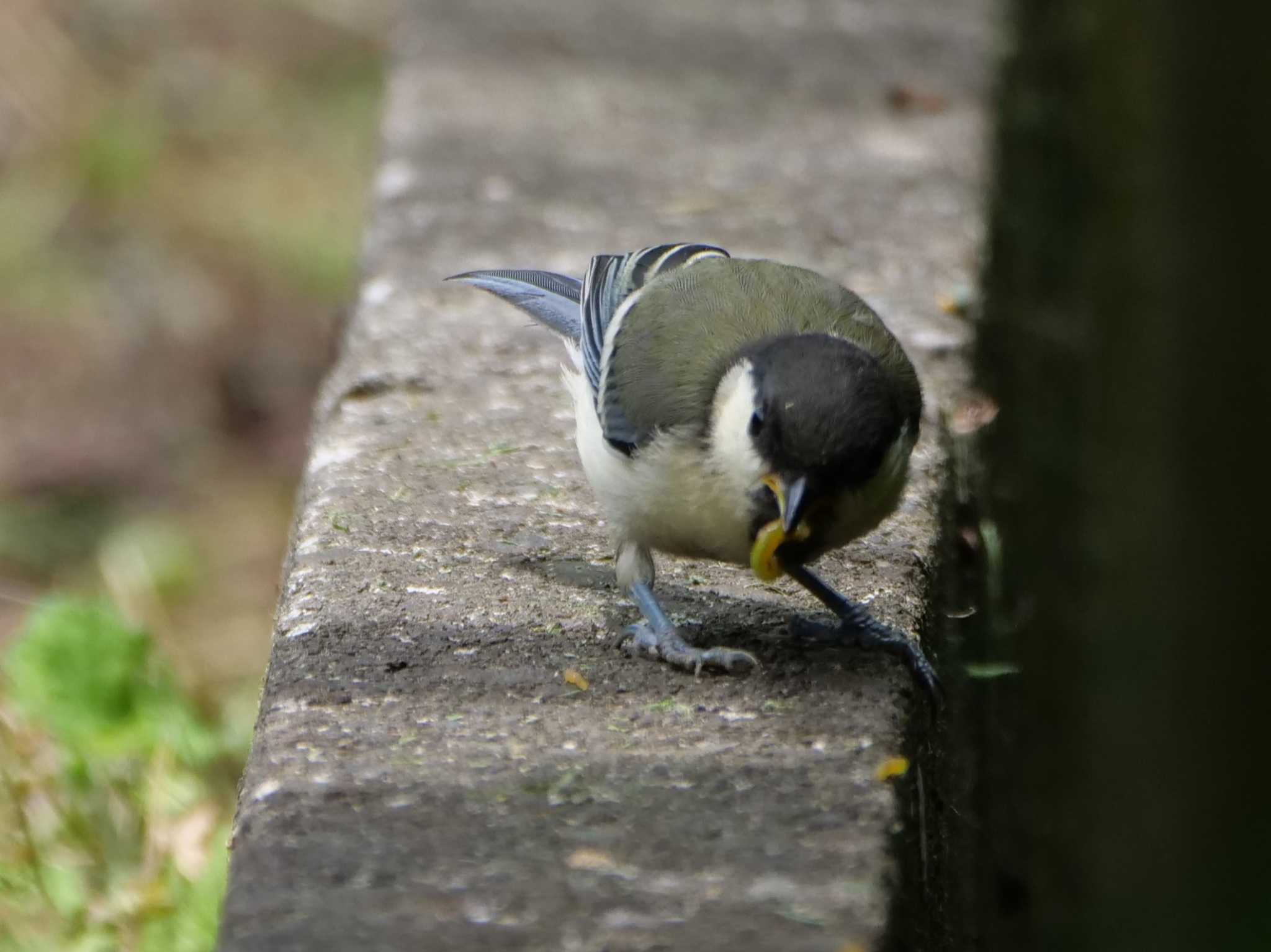 シジュウカラ幼鳥3態。　自分で捕らなきゃ・・ by little birds