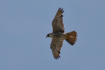 Peregrine Falcon Sambanze Tideland Sat, 5/27/2023