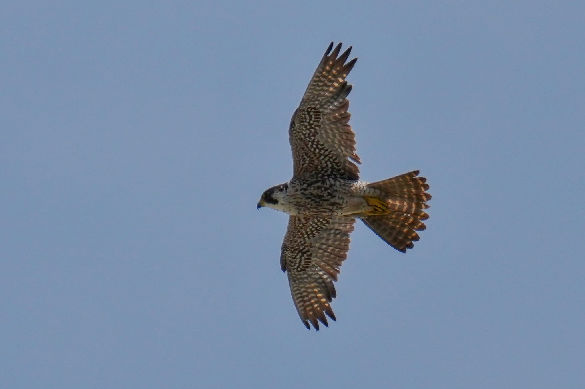 Photo of Peregrine Falcon at Sambanze Tideland by アポちん