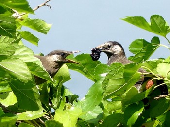 ムクドリ 小畔水鳥の郷公園 2023年5月30日(火)