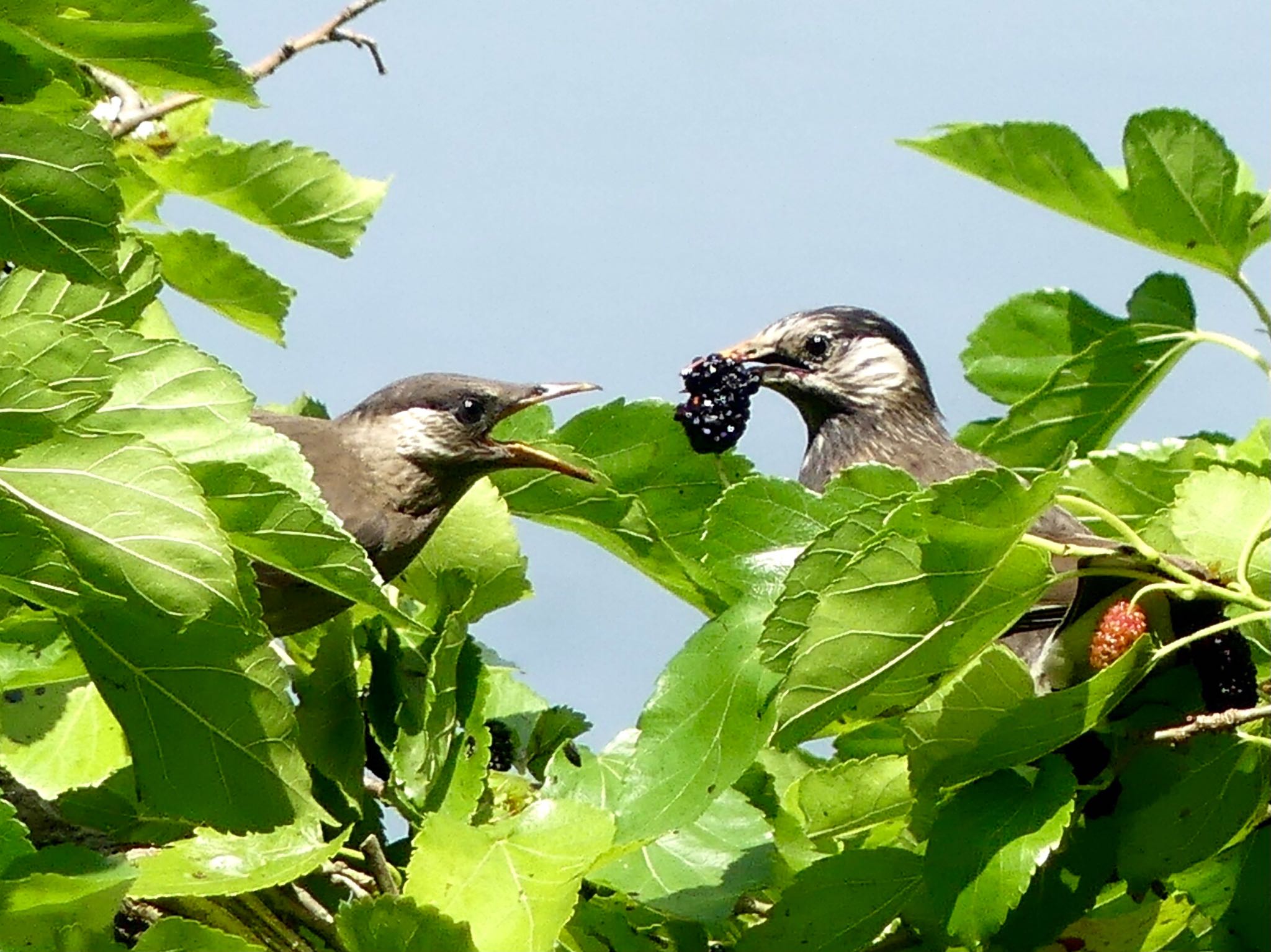 小畔水鳥の郷公園 ムクドリの写真 by カバ山PE太郎