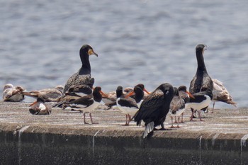 Eurasian Oystercatcher Sambanze Tideland Sat, 5/27/2023