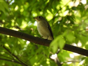 Asian Brown Flycatcher Osaka Nanko Bird Sanctuary Tue, 5/2/2023