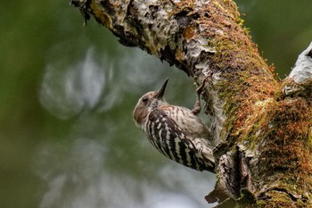 Japanese Pygmy Woodpecker 八王子城跡 Sun, 5/28/2023