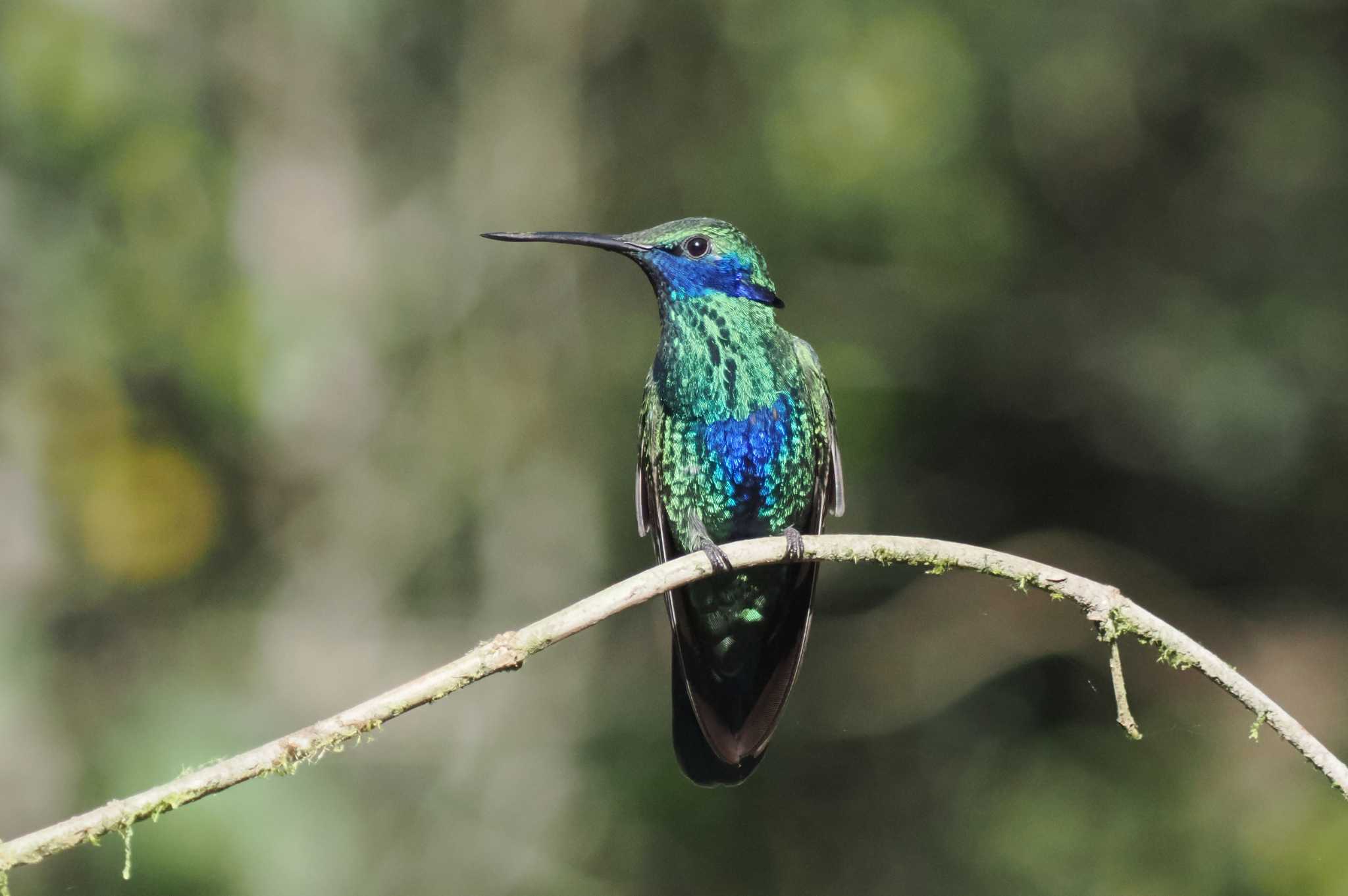 Photo of Sparkling Violetear at Mindo(Ecuador) by 藤原奏冥