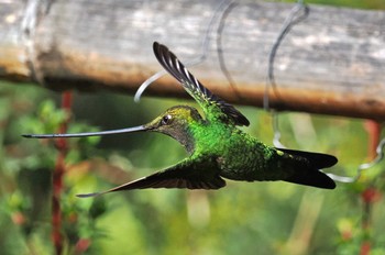 Buff-tailed Coronet