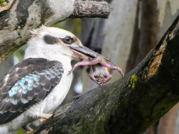 Laughing Kookaburra Nuriootpa, SA, Australia Sat, 5/27/2023