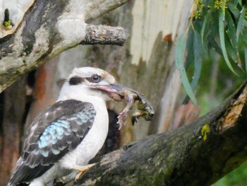 Laughing Kookaburra Nuriootpa, SA, Australia Sat, 5/27/2023