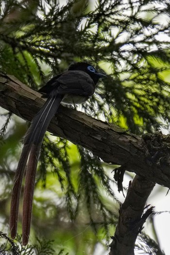 Black Paradise Flycatcher 八王子城跡 Sun, 5/28/2023