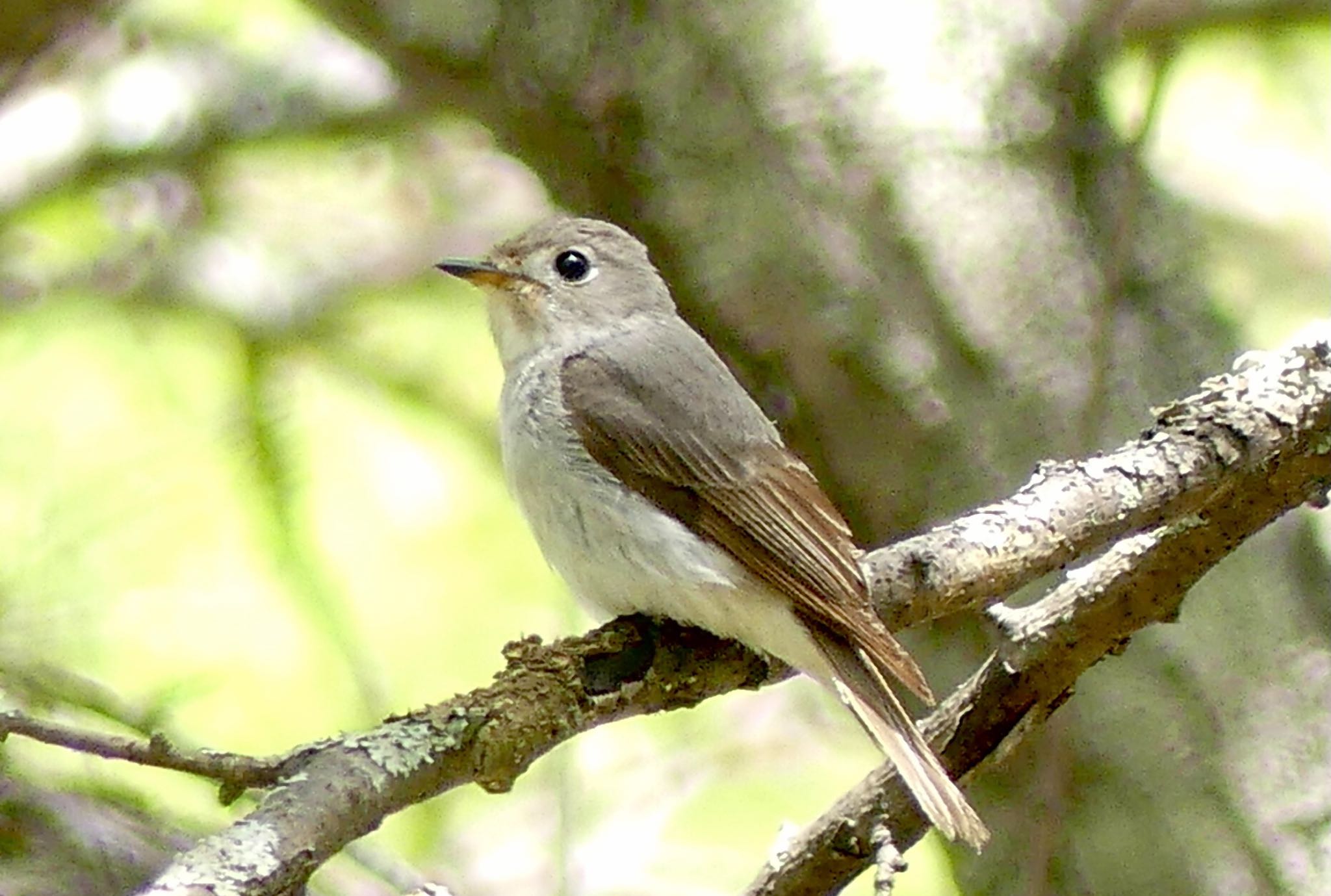 Asian Brown Flycatcher