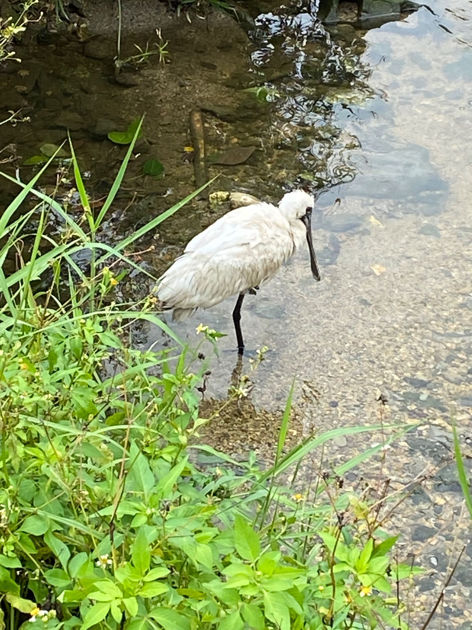 クロツラヘラサギ